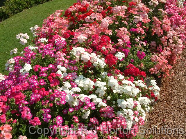 Phlox Cockington Green